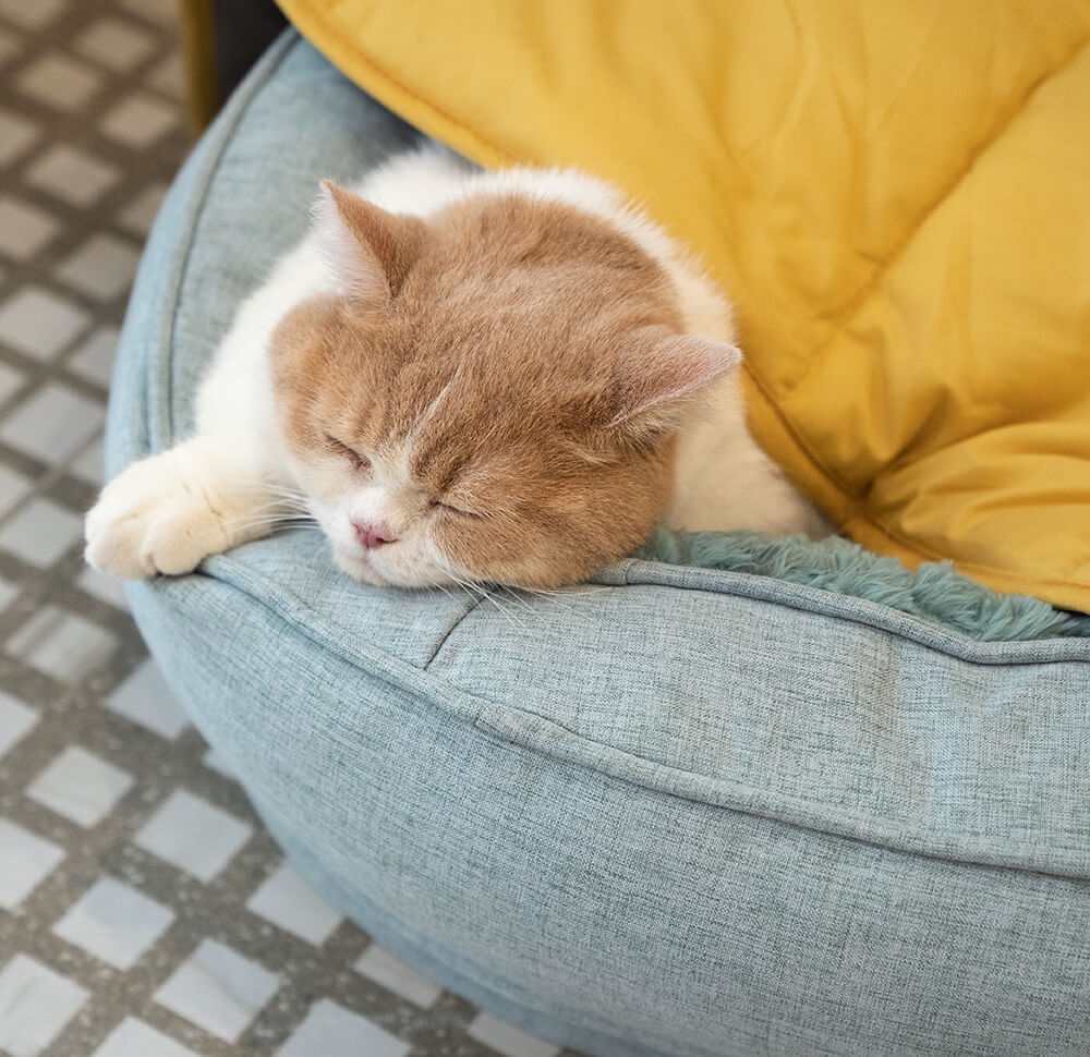 Soft Touch Leaf Design Dog Blanket with Dual Use – Ideal for Living Room or Couch